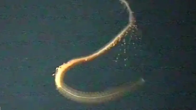 Siphonophore